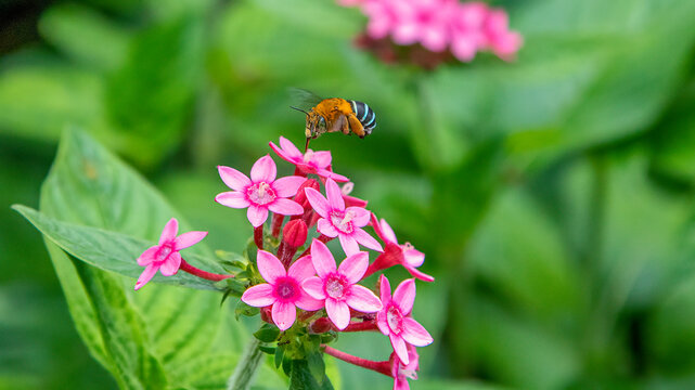 Blue banded bee foraging on pink Pentas Amegilla
