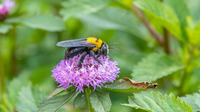 Great Carpenter Bee on a Purple Flower