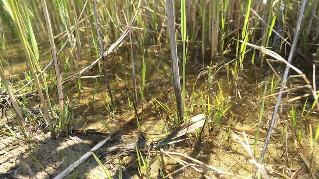 Reeds and grasses along a quiet lakeshore form wetland texture beside still freshwater.