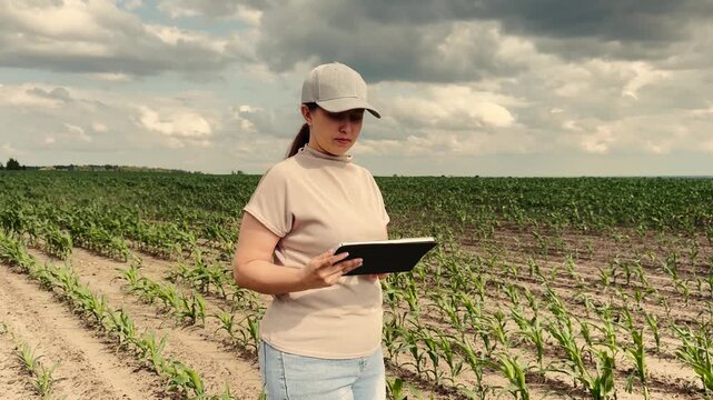 agriculture, farmer working corn field digital tablet, Smartphone for agriculture, Young farmer adapts quickly, Innovation in crop care, Tablet helps increase yields, Green future for farms, Woman