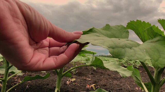 Nature and agriculture, Hand feeling leaf texture, Gardening checkup, Field of healthy plants, Outdoor farm scene, Leaf examination in summer, Human care for seedlings, Plant disease check