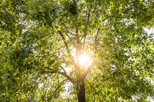 Bright sunlight filters through the lush green leaves of a tall tree, creating a warm natural backlight effect in an outdoor setting.