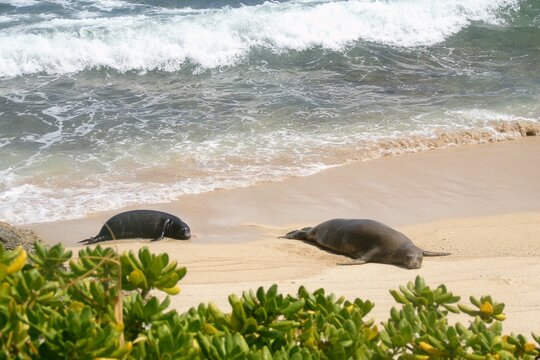 Endangered Hawaiian Monk Seals Resting on a Tropical Beach