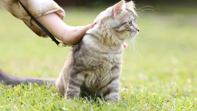 Woman petting her cute tabby kitten on leash outdoors, closeup