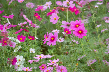 Beautiful Pink and White Cosmos Flowers Blooming in a Field ©  wata _Japan