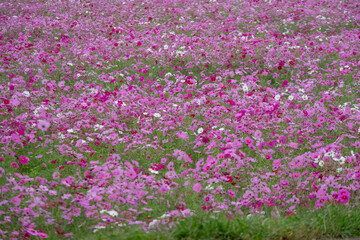 Obraz premium Vibrant Pink and White Cosmos Flowers Field in Autumn