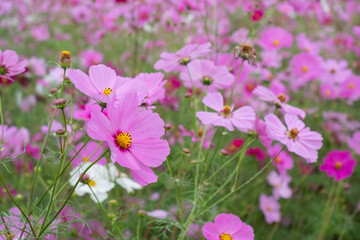 A field of beautiful pink cosmos flowers blooming brightly in nature. ©  wata _Japan