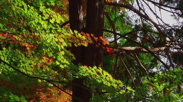 Japanese maple leaves starting to turn red in early autumn swaying in gentle breeze in 4K