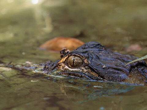 An intimate close-up of an American alligator resting