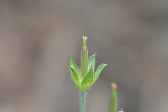 結実したゲンノショウコの果実（みこしぐさ・果実の成長・植物の生態）