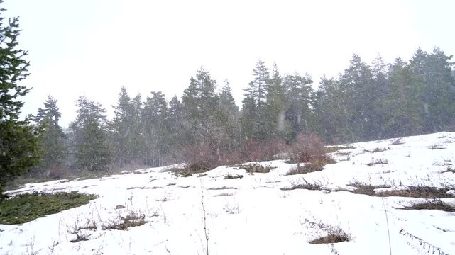 Fresh snow falling over melting spring snow in sparse forest clearing, quiet seasonal transition.