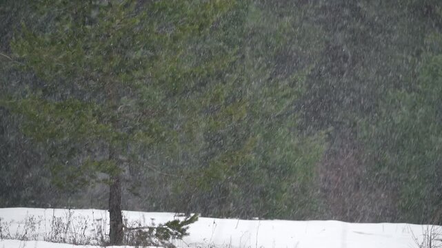 Fresh snow falling over melting spring snow in sparse forest clearing, quiet seasonal transition.