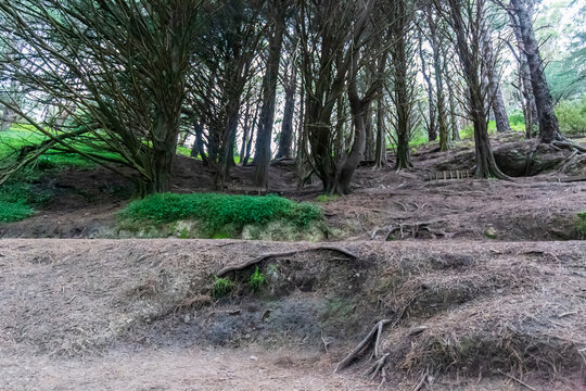 A dense forest slope at Mount Victoria in Wellington, New Zealand, known as the filming location where Frodo hides from the Black Rider in The Lord of the Rings