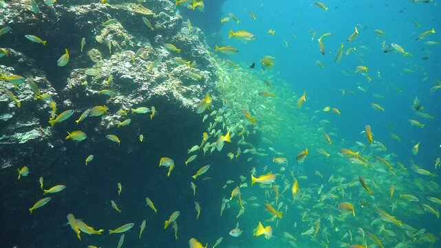 Beautiful school of fish at a coral reef. Underwater videoclip from a scuba dive
