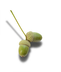 Pair of young green acorns casting shadow on clean white backdrop © Erik Nurshin