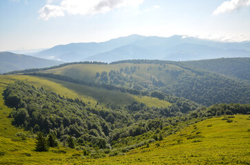 Naklejka premium Expansive sunlit rolling hills and a distant mountain range rise above a lush green meadow and dense deciduous forest. Carpathian Mountains, Ukraine