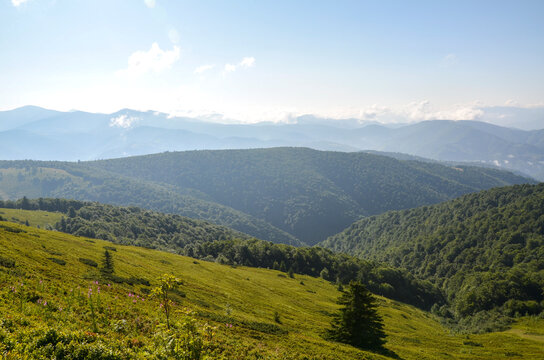 Expansive sunlit rolling hills and a distant mountain range rise above a lush green meadow and dense deciduous forest. Carpathian Mountains, Ukraine