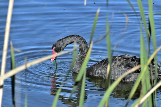 Black Swan Feeding Among Reeds