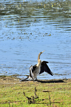 Cormorant Drying Wings at Water&rsquo;s Edge