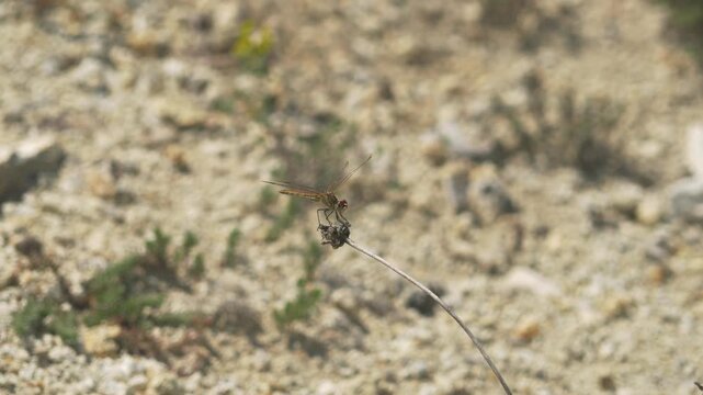 Brown gray dragonfly lands on thin herb branch against soft sandy background in nature.