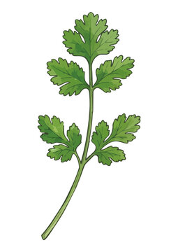 Fresh cilantro illustration with vibrant green leaves, juicy glossy texture and aromatic herb styling ／ シズル感のあるパクチーのイラスト、鮮やかな緑の葉とみずみずしい艶感を表現した香り豊かなハーブ