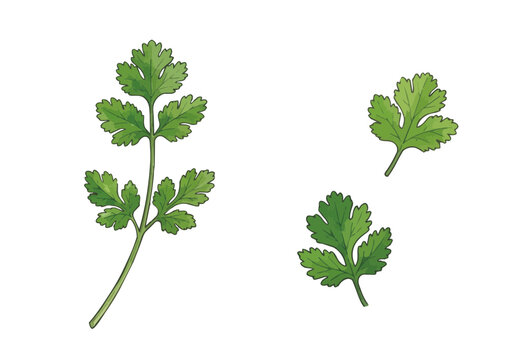 Fresh cilantro illustration with vibrant green leaves, juicy glossy texture and aromatic herb styling ／ シズル感のあるパクチーのイラスト、鮮やかな緑の葉とみずみずしい艶感を表現した香り豊かなハーブ