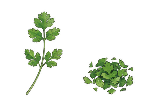 Fresh cilantro illustration with vibrant green leaves, juicy glossy texture and aromatic herb styling ／ シズル感のあるパクチーのイラスト、鮮やかな緑の葉とみずみずしい艶感を表現した香り豊かなハーブ
