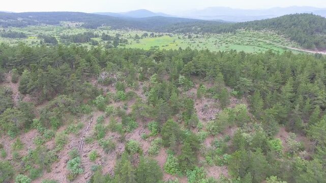 Aerial wildflower meadow beside sparse forest and green hills, bright spring panorama.