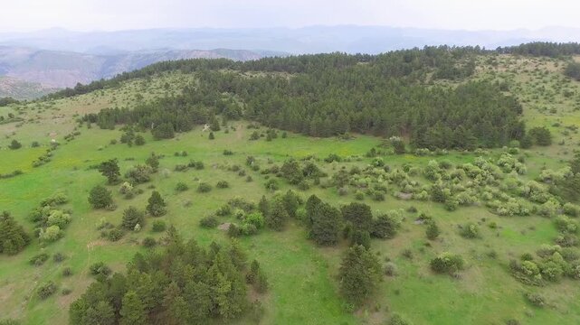 Aerial wildflower meadow beside sparse forest and green hills, bright spring panorama.