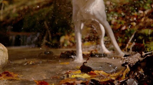 CLOSE UP, DOF, SLOW MOTION: Wet mixed breed dog shaking off water while standing in shallow forest stream. Sunlight catches the spray around its legs and paws, while fallen leaves create autumnal feel