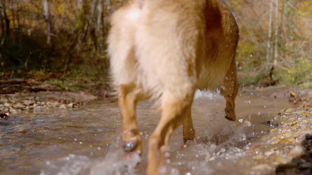 CLOSE UP, DOF, SLOW MOTION: Back view of mixed breed dog wading through shallow forest creek on sunny day. Water splashes around as it moves through the stream, and golden leaves create autumn vibes.