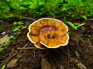 mushroom in the forest © Dilu