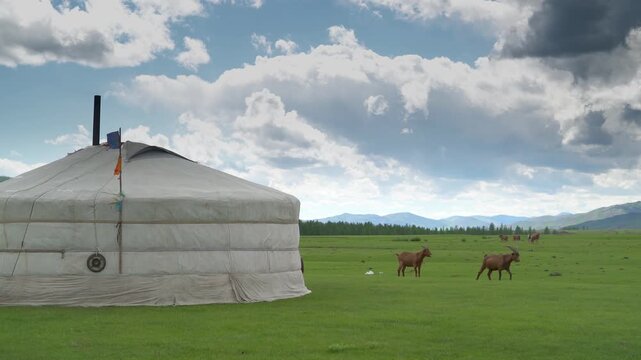 Two white Mongolian ger tents beside grazing livestock, wide steppe pasture, nomad camp.