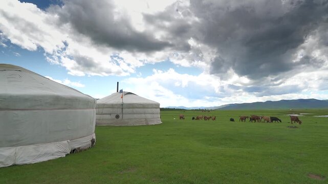 Two white Mongolian ger tents beside grazing livestock, wide steppe pasture, nomad camp.