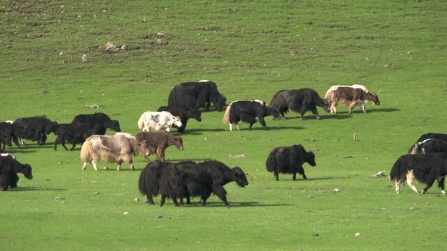 Yak herd grazing on lush green meadow grassland in Mongolia Asian plateau region.