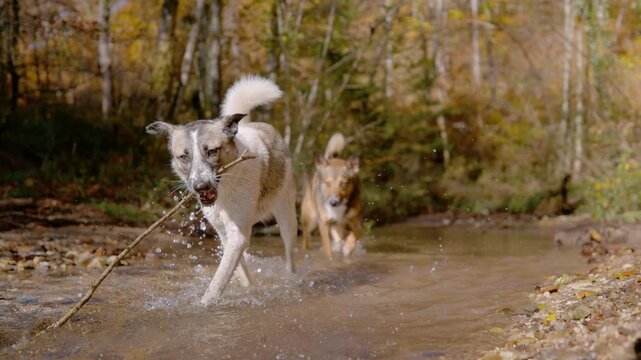 SLOW MOTION, DOF: Two mixed breed dogs wade through shallow forest stream on sunny autumn day, splashing water as one lifts wooden branch from the creek. Wet furry companions amidst warm fall colors.