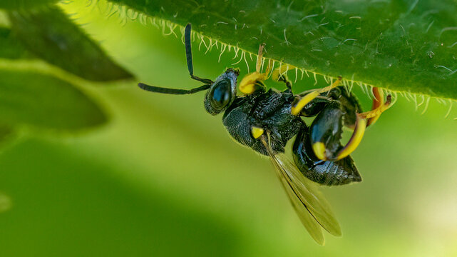 Chalcid wasp hiding under a leaf parasitoid
