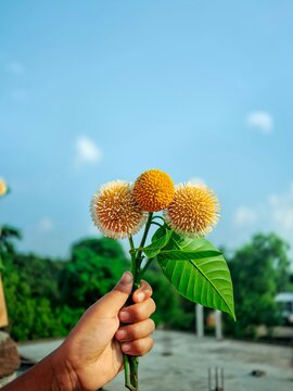 Golden Spheres Against the Horizon: Kadam Flowers in Full Bloom.