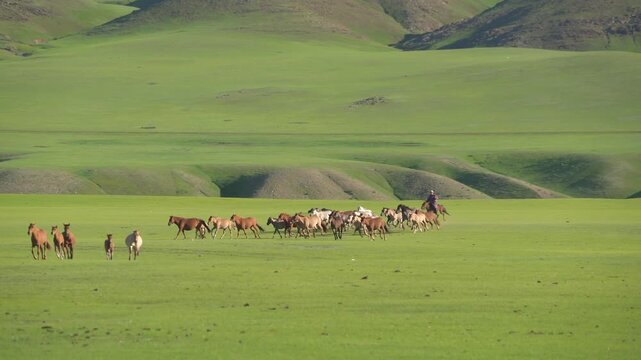 Mongolian herder trying catch wild horses on flat treeless meadow, herd runs fast.