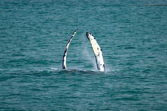 Double pec flapping (pectoral fin slapping) humpback whale, a stunning surface behavior, Hoonah, Southeast Alaska, USA