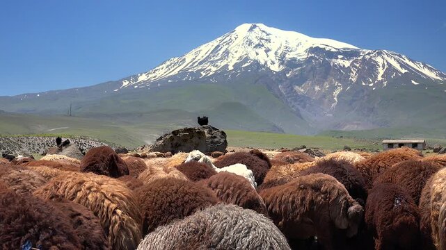 Sheep graze beneath snowcapped Mount Ararat across a green steppe pasture in Turkey.