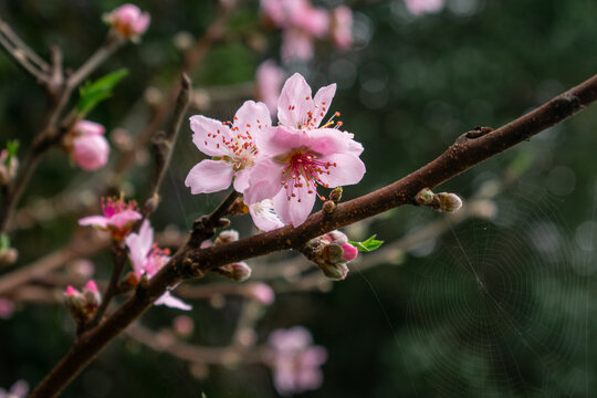 Flora: Flor de Pessegueiro I