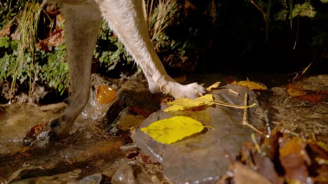 SLOW MOTION, CLOSE UP, DOF: Wet paws stepping along shallow forest stream onto a smooth rock covered with bright yellow autumn leaves. Sunlight highlights dripping fur, moving paws and splashing water