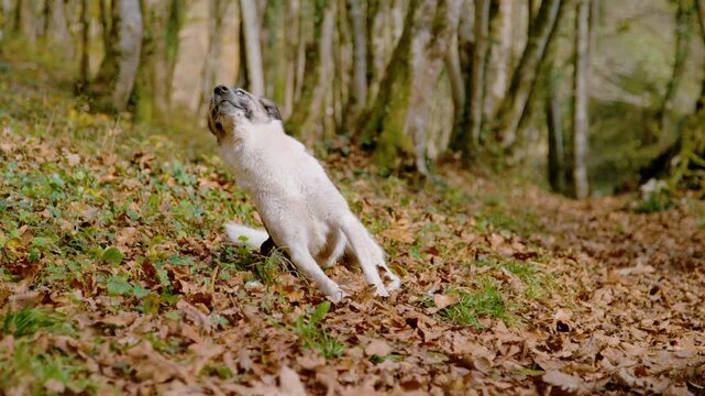 SLOW MOTION: Alert mixed breed dog suddenly rises from leafy forest floor and jumps away. Warm sunlight highlights its wet coat and attentive expression amid brown autumn leaves and woodland trees.