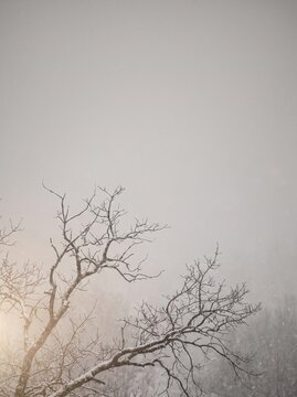 Snow on bare branches monochrome vertical japanese winter card subdued background with copy space