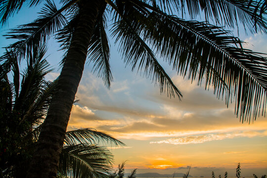 Tropical palm tree silhouette over sea at golden sunset with thatched roof bungalow resort
