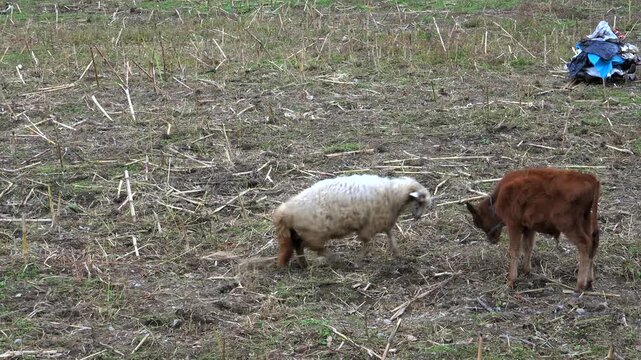 Cow calf and sheep ram headbutting in rural field, aggressive livestock conflict scene.