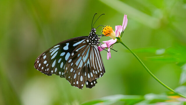 Blue Tiger Butterfly on Pink Cosmos Flower