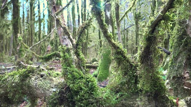 Moss covered boxwood trunks stand in a dark ancient forest with rich green woodland texture.