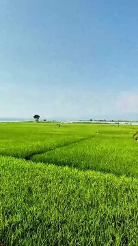 Salatiga, Central Java, Indonesia - May 29 2025: 1080p 60fps travel video heading to Rawa Pening, featuring lush green rice fields captured from a moving train. High quality.
